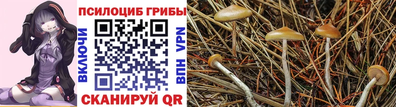 Псилоцибиновые грибы прущие грибы  Ленинск-Кузнецкий 